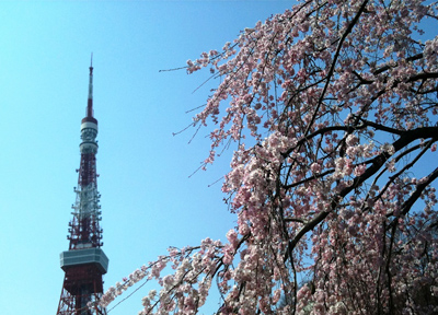 東京・増上寺 しだれ桜と東京タワー