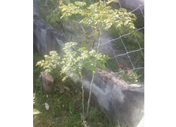 フィリピン奇跡の木「カモンガイ」