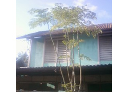 フィリピン奇跡の木「カモンガイ」